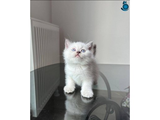 Anne altından 12 adet britishler 