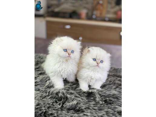 Anne altından 20 adet her cins 