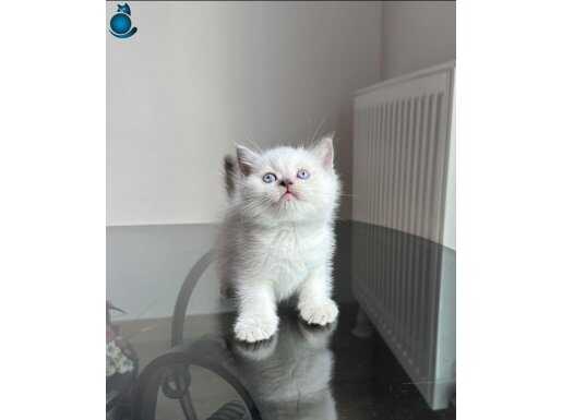 Anne altıdan 20 adet her cins 