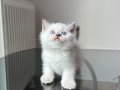 ORJİNAL BRİTİSH-Diğer kırma beyaz kedilerle karıştırmayın!