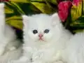 Anne altından safkan  yavrular 