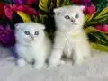 Anne altından safkan yavrular 