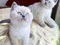 SAFKAN BLUE POİNTLER 