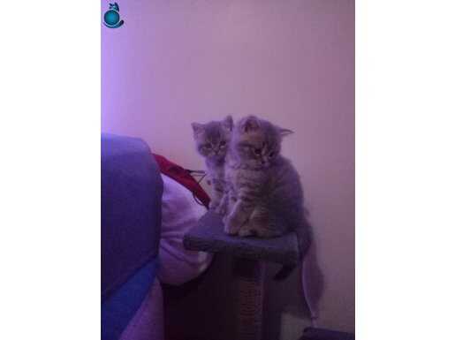 Uysal yavrularımız 