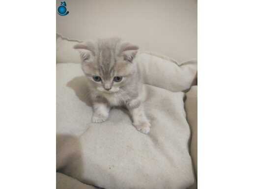 Gümüş Patili British Shorthair Yavruları - Sosyal ve Oyuncu
