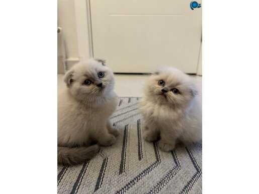 YAVRULARIMIZ YENİ YUVA ARIYORUZ