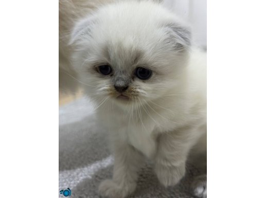 YENİ YUVALARINI ARIYOR YAVRULARIMIZ