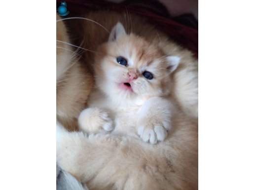 british shorthair NY12 golden son erkek yavru