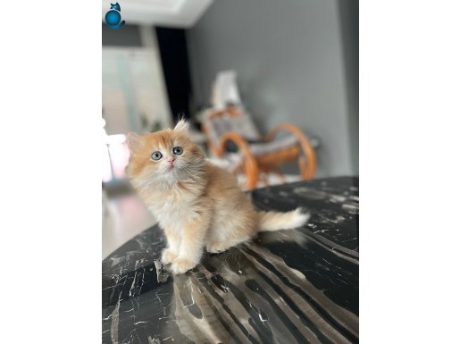 GOLDEN British shorthair ve longhair dişi-erkek yavrular