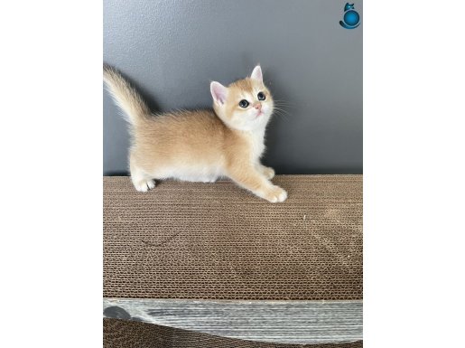 1.KALİTE GOLDEN British Shothair NY12 Dişi ve Erkek Yavrular