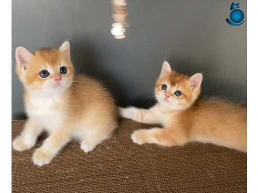 1.KALİTE GOLDEN BRİTİSH SHORTHAİR NY11-12 ERKEKLER