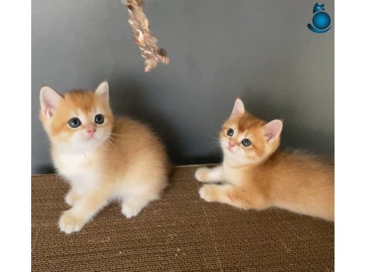 1.KALİTE GOLDEN BRİTİSH SHORTHAİR NY11-12 ERKEKLER