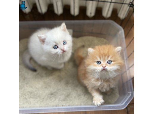 1.KALİTE GOLDEN BRİTİSH LONGHAİR YAVRULAR