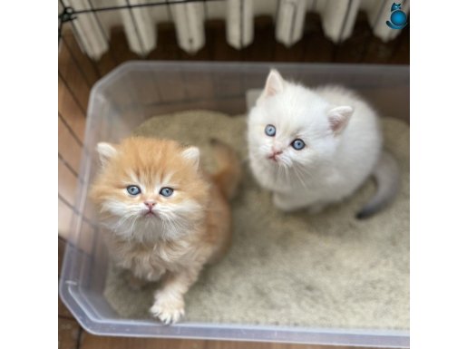 1. KALİTE GOLDEN BRİTİSH SHORTHAİR YAVRULAR