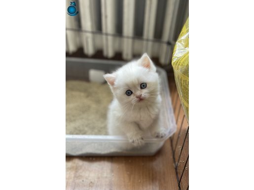 1. Kalite Golden Point Erkek yavru