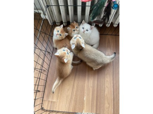 1. Kalite British Golden Yavrular