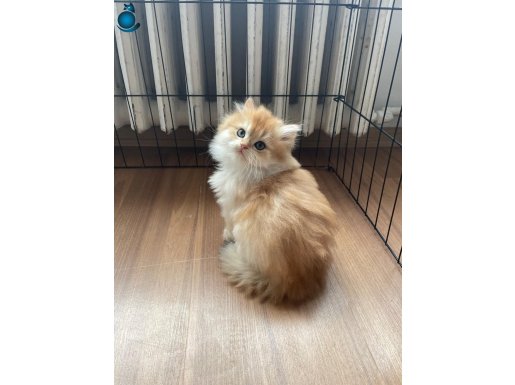 1. Kalite Golden British Longhair NY12 DİŞİ