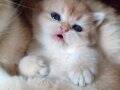 british shorthair NY12 golden son erkek yavru