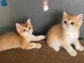 1.KALİTE GOLDEN british shorthair NY12 dişi ve erkek yavrula