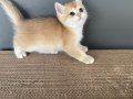 1.KALİTE GOLDEN British Shothair NY12 Dişi ve Erkek Yavrular