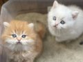 1. KALİTE GOLDEN BRİTİSH SHORTHAİR YAVRULAR