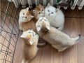 BRİTİSH GOLDEN FULL SECERELİ YAVRULAR