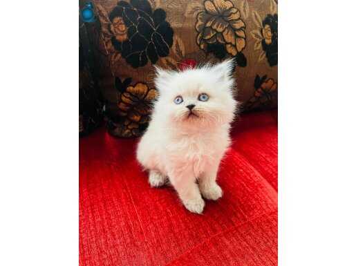 Safkan bayram şekerleri geldi