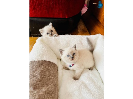 Safkan orjinal blue point son bir adet kaldı