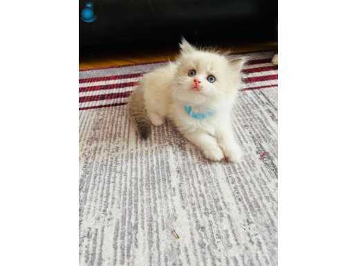 Safkan pamuk şekerleri geldi