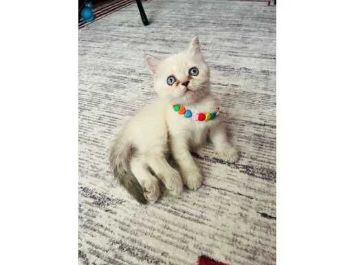 Son iki kalan pamuk şekerleri