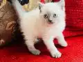Safkan blue point bebekler