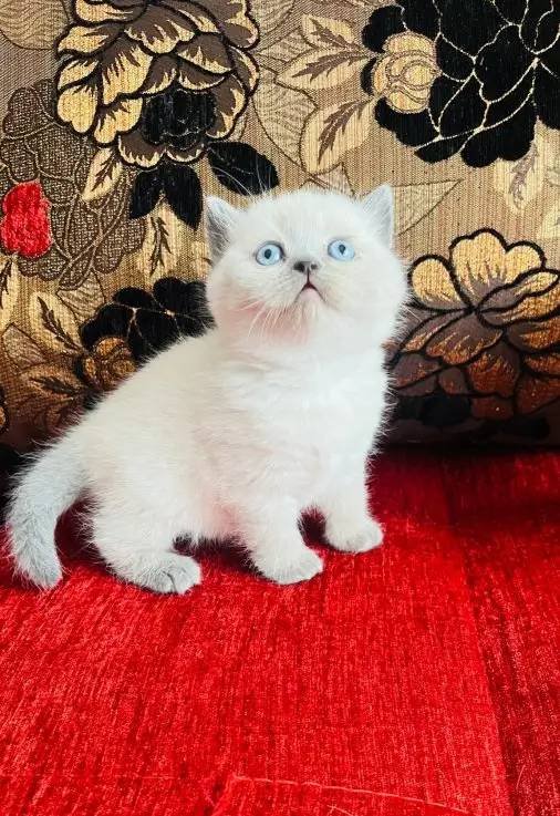 Safkan blue point bebekler