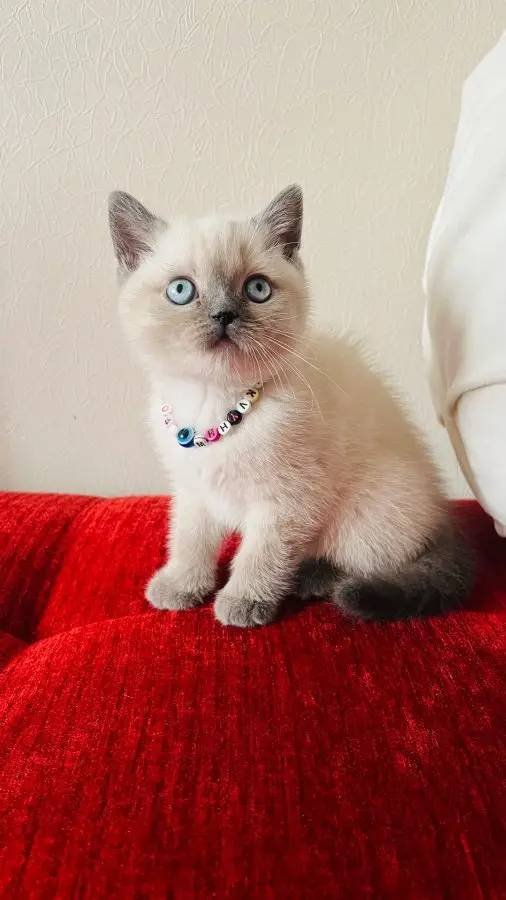 Safkan blue point bebekler