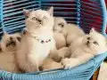 Safkan british blue point bebekler