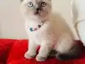 Safkan british blue point bebekler