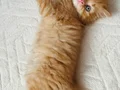 Safkan teslime hazır british shorthair bebekler