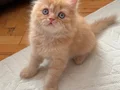 Safkan teslime hazır british shorthair bebekler
