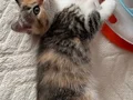 Safkan teslime hazır british shorthair bebekler