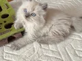 Safkan teslime hazır british shorthair bebekler