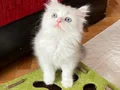 Safkan teslime hazır british shorthair bebekler