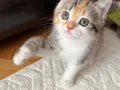 Safkan teslime hazır british shorthair bebekler