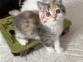 Safkan teslime hazır british shorthair bebekler
