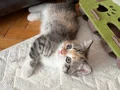 Safkan teslime hazır british shorthair bebekler