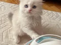 Safkan teslime hazır british shorthair bebekler