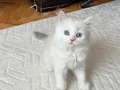 Safkan british pamuk şekeri maviş gözlü