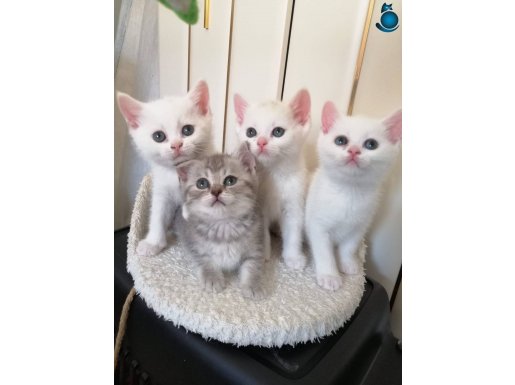 Brıtısh sorthair cinsi 4 yavru cins kedi