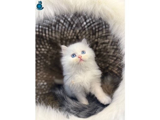 Asaletiyle ziba  2 aylık British Longhair
