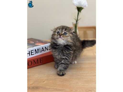 Kimlikli Evcil İskoç Güzeli