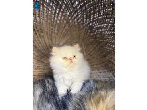 3 Adet Exotic İran Persian