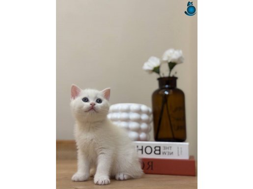 2 aylık 17 adet sağlık garantili yavrular 